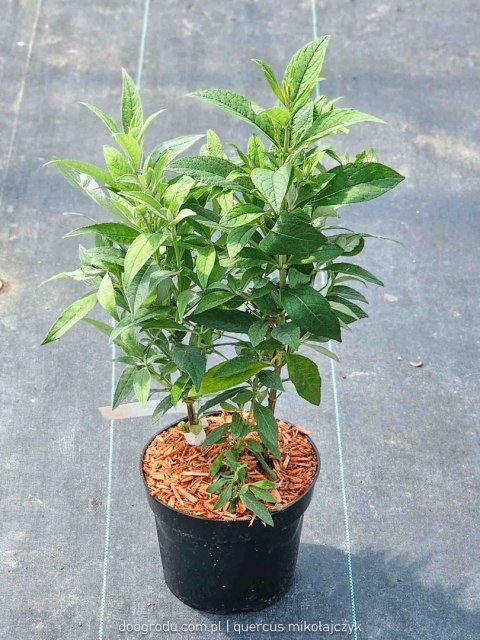 Budleja trójkolorowa 'Butterfly Candy Little Pink, Ruby, White' Buddleja davidii C2