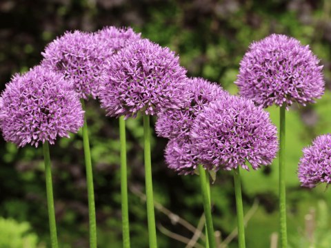 CZOSNEK GLOBEMASTER FIOLETOWY KWITNĄCY GIGANT ALLIUM 10 szt. CEBULA XXL 20+