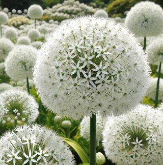 CZOSNEK MONT BLANC BIAŁY KWITNĄCY GIGANT ALLIUM 1 szt. CEBULA XXL 20/22CM