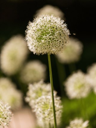 CZOSNEK MONT BLANC BIAŁY KWITNĄCY GIGANT ALLIUM 1 szt. CEBULA XXL 20/22CM