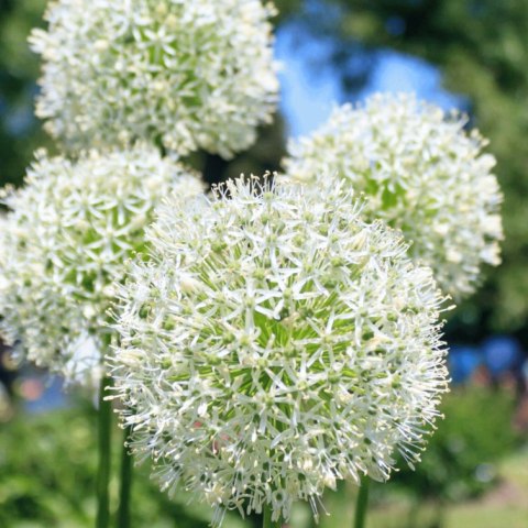 CZOSNEK MONT BLANC BIAŁY KWITNĄCY GIGANT ALLIUM 1 szt. CEBULA XXL 20/22CM