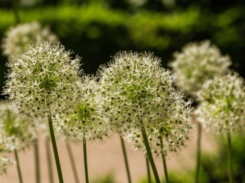 CZOSNEK MONT BLANC BIAŁY KWITNĄCY GIGANT ALLIUM 1 szt. CEBULA XXL 20/22CM