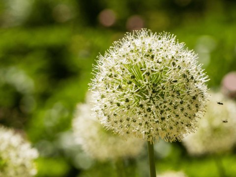 CZOSNEK MONT BLANC BIAŁY KWITNĄCY GIGANT ALLIUM 3 szt. CEBULE XXL 20/22CM