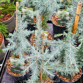 Cedr Himalajski Cedrus deod. 'Bushes Electra' C2,5/P18 30-40 CM