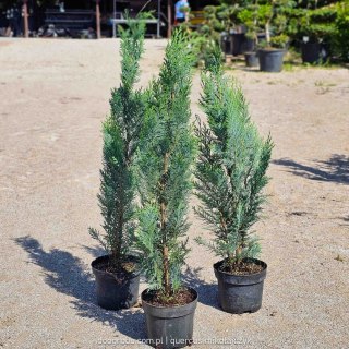 Cyprysik Columnaris Chamaecyparis C2 60-80CM wąski kolumnowy srebrzysty