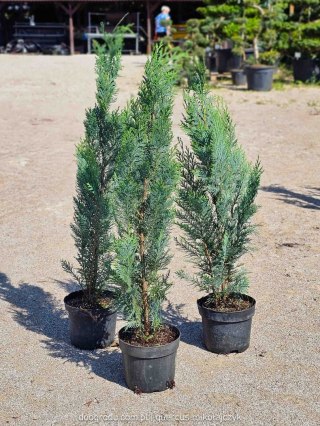 Cyprysik Columnaris Chamaecyparis C2 60-80CM wąski kolumnowy srebrzysty