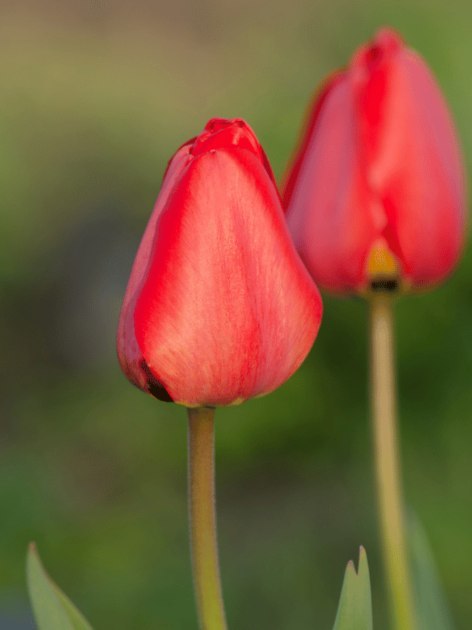 Czerwony Tulipan Darwina 'Oxford' Z Żółtym oczkiem Zestaw 20SZT 10/11CM