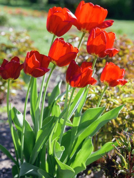 Czerwony Tulipan Darwina 'Oxford' Z Żółtym oczkiem Zestaw 20SZT 10/11CM