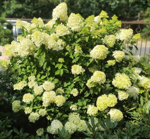 DUŻA Hortensja bukietowa LIMELIGHT 20-40CM DONICZKA 1,5L PRAWDZIWE ZDJĘCIA