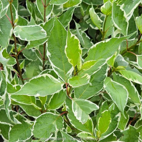 Dereń biały 'Elegantissima' Cornus alba C2 60-80cm