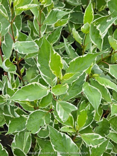 Dereń biały 'Elegantissima' Cornus alba C2 60-80cm