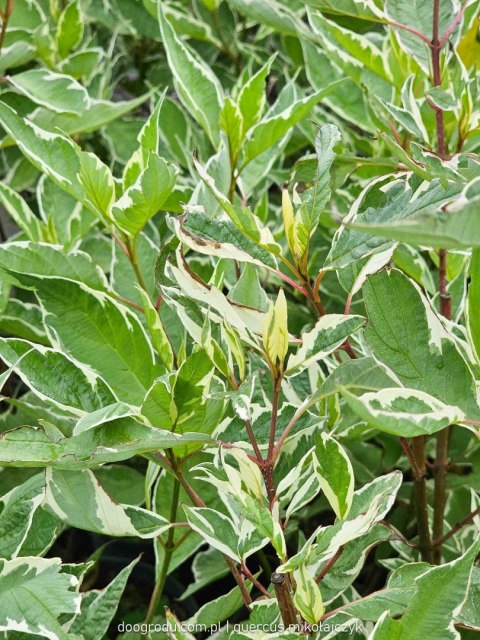 Dereń biały 'Elegantissima' Cornus alba C2 60-80cm