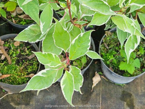 Dereń biały 'Elegantissima' Cornus alba C2 60-80cm