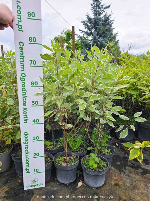 Dereń biały 'Elegantissima' Cornus alba C2 60-80cm