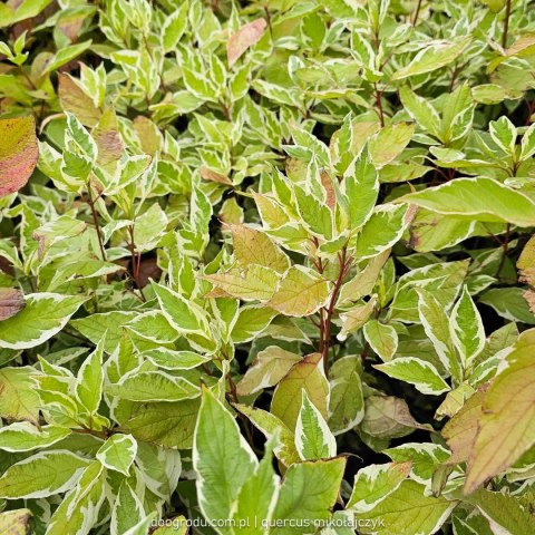 Dereń biały 'Ivory Halo' Cornus alba C2