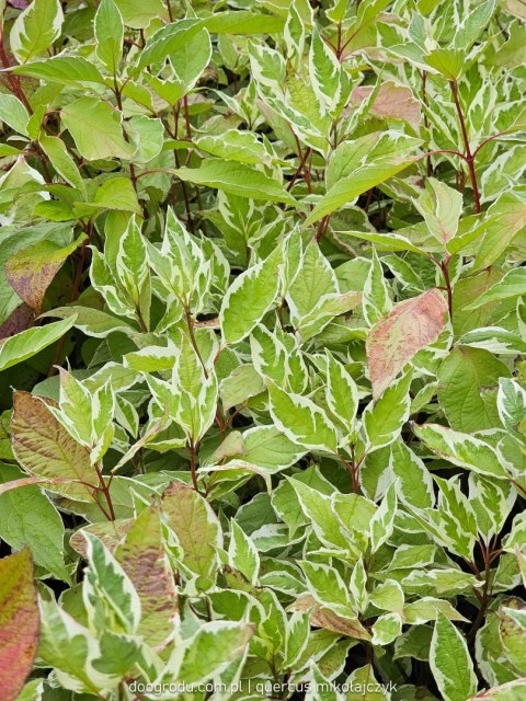 Dereń biały 'Ivory Halo' Cornus alba C2
