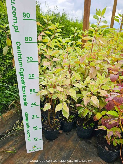 Dereń biały 'Ivory Halo' Cornus alba C2