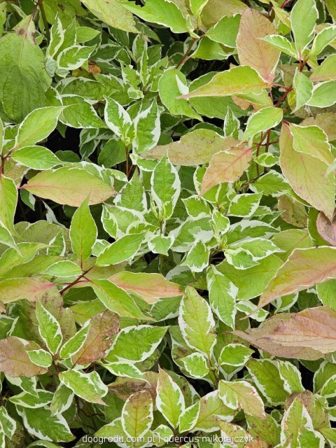 Dereń biały 'Ivory Halo' Cornus alba C2