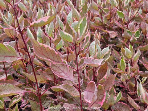 Dereń biały 'Miracle' Cornus alba C2