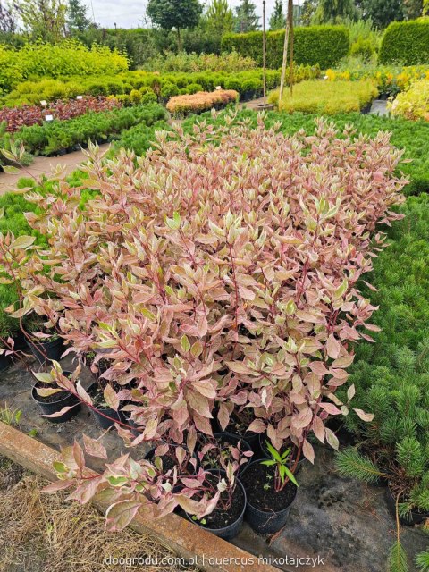 Dereń biały 'Miracle' Cornus alba C2