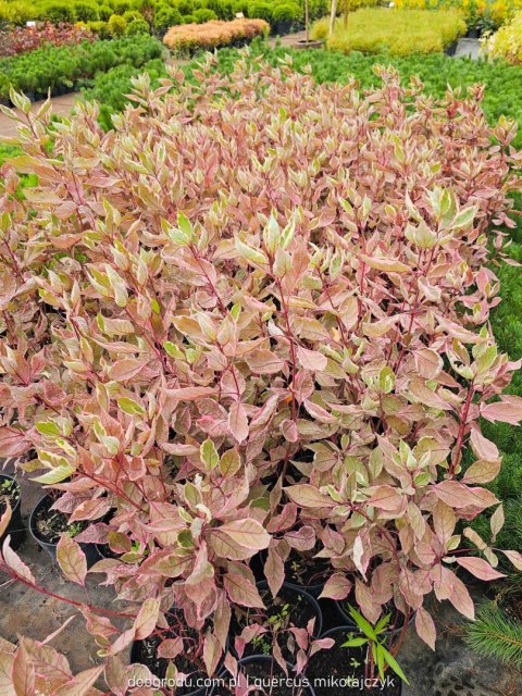 Dereń biały 'Miracle' Cornus alba C2