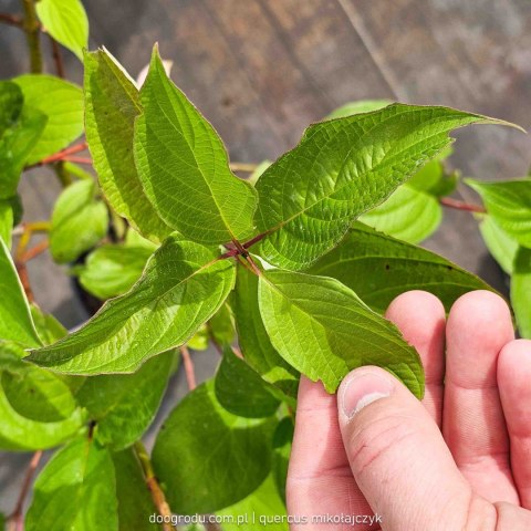 Dereń biały 'Sibirica' Cornus alba C2 80cm