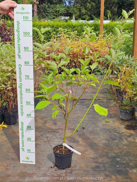 Dereń biały 'Sibirica' Cornus alba C2 80cm