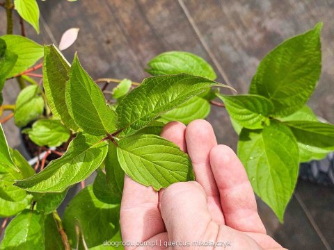 Dereń biały 'Sibirica' Cornus alba C2 80cm