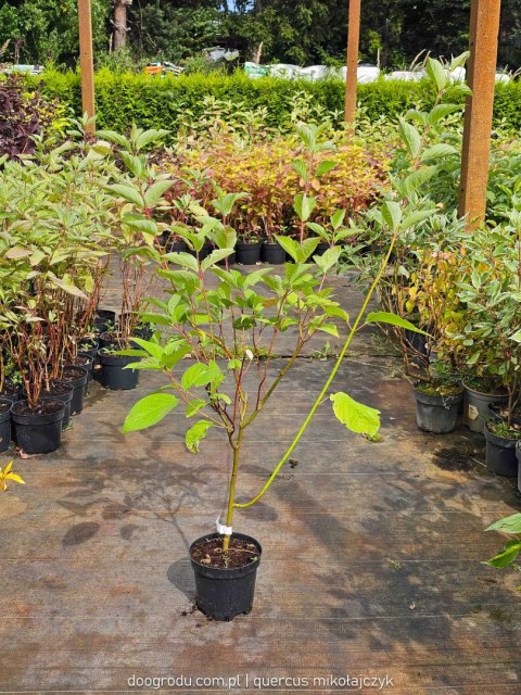 Dereń biały 'Sibirica' Cornus alba C2 80cm