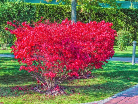 Euonymus alatus Trzmielina oskrzydlona C2 40-60CM