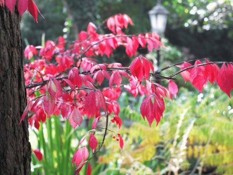 Euonymus alatus Trzmielina oskrzydlona C2 40-60CM