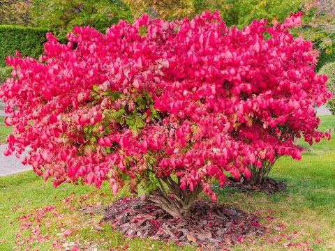 Euonymus alatus Trzmielina oskrzydlona C2 40-60CM