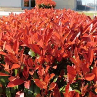 Głogownik Pfotinia frasera Photinia fraseri 'Little Red Robin' C2 40-60CM