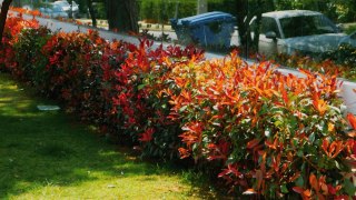 Głogownik Pfotinia frasera Photinia fraseri 'Little Red Robin' C2 40-60CM