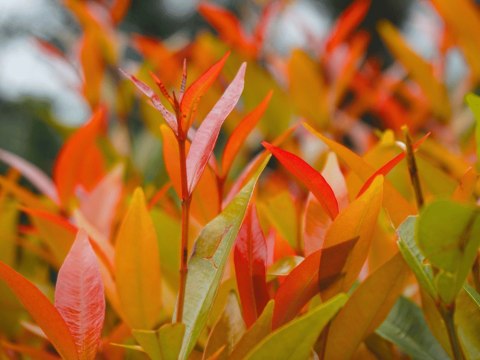 Głogownik Pfotinia frasera Photinia fraseri 'Little Red Robin' C2 40-60CM