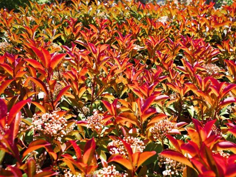 Głogownik Pfotinia frasera Photinia fraseri 'Little Red Robin' C2 40-60CM