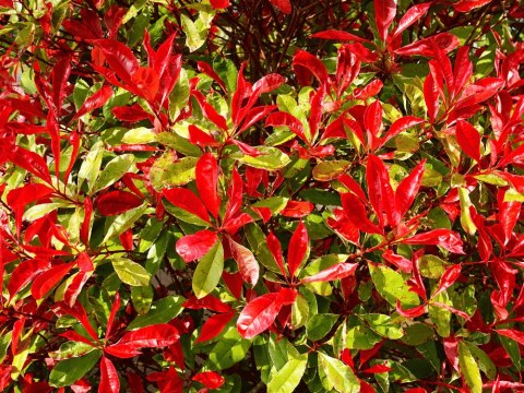 Głogownik Pfotinia frasera Photinia fraseri 'Little Red Robin' C2 40-60CM