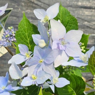 Hortensja 'Blue Sprinkles' C7,5 Proven Winners 50CM