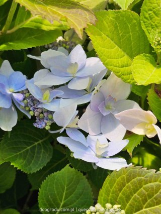 Hortensja 'Blue Sprinkles' C7,5 Proven Winners 50CM