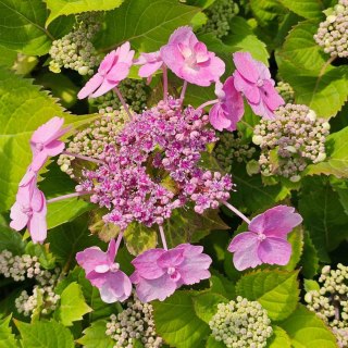 Hortensja 'Blueberry cheesecake' C7,5 Proven Winners 50CM