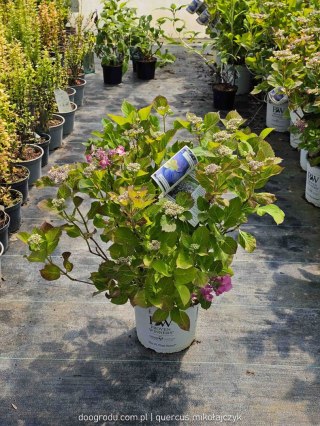 Hortensja 'Blueberry cheesecake' C7,5 Proven Winners 50CM