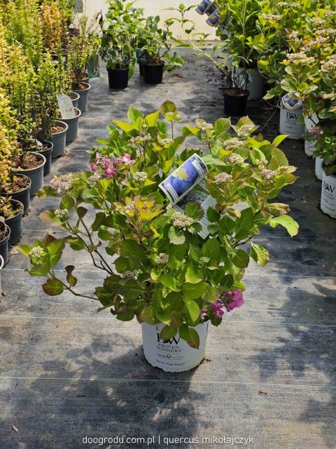 Hortensja 'Blueberry cheesecake' C7,5 Proven Winners 50CM Hortensja 'Blueberry cheesecake' C7,5 Proven Winners 50CM