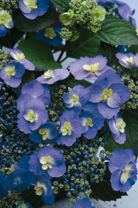 Hortensja 'Blueberry cheesecake' C7,5 Proven Winners 50CM Hortensja 'Blueberry cheesecake' C7,5 Proven Winners 50CM