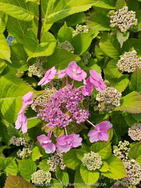Hortensja 'Blueberry cheesecake' C7,5 Proven Winners 50CM Hortensja 'Blueberry cheesecake' C7,5 Proven Winners 50CM