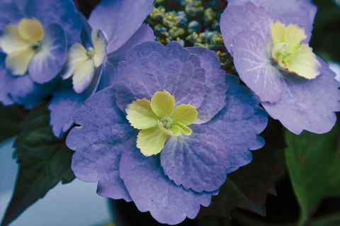 Hortensja 'Blueberry cheesecake' C7,5 Proven Winners 50CM Hortensja 'Blueberry cheesecake' C7,5 Proven Winners 50CM