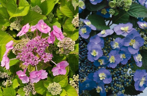 Hortensja 'Blueberry cheesecake' C7,5 Proven Winners 50CM