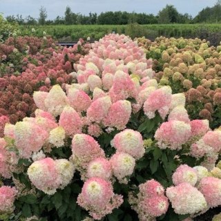 Hortensja Bukietowa Hydrangea pan. 'Pinkachu' C3/P19 30-40 CM