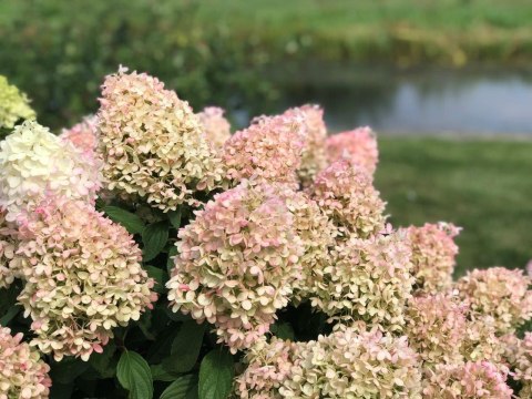 Hortensja Bukietowa Hydrangea pan. 'Pinkachu' C3/P19 30-40 CM Hortensja Bukietowa Hydrangea pan. 'Pinkachu' C3/P19 30-40 CM
