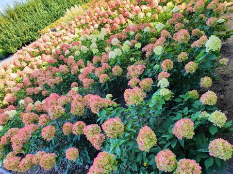 Hortensja Bukietowa Hydrangea pan. 'Pinkachu' C3/P19 30-40 CM Hortensja Bukietowa Hydrangea pan. 'Pinkachu' C3/P19 30-40 CM