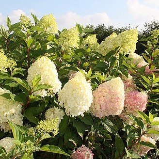 Hortensja Bukietowa Hydrangea pan. 'Pinkachu' C3/P19 30-40 CM Hortensja Bukietowa Hydrangea pan. 'Pinkachu' C3/P19 30-40 CM
